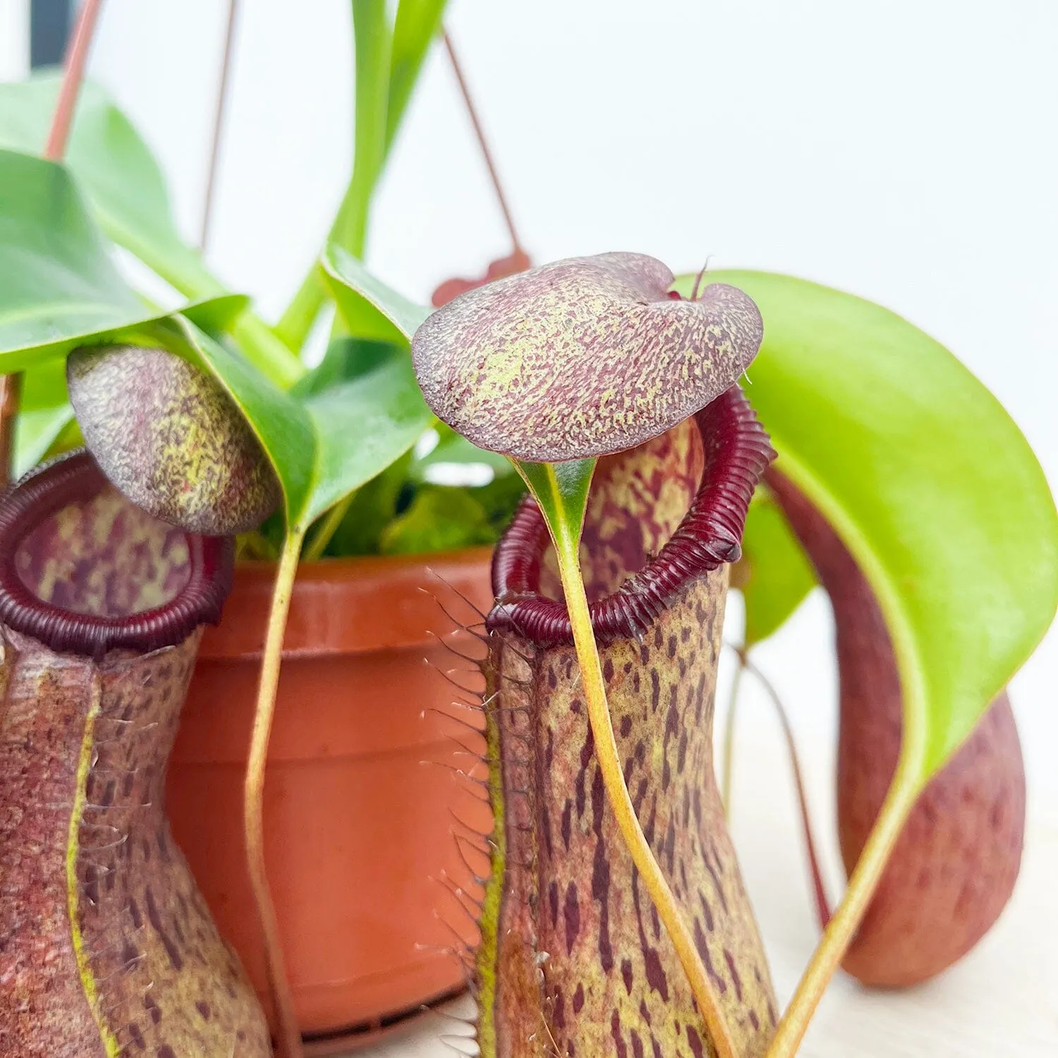 30 - 40cm Nepenthes Rob in Hanging Pot Monkey Jars 14cm Pot House Plant