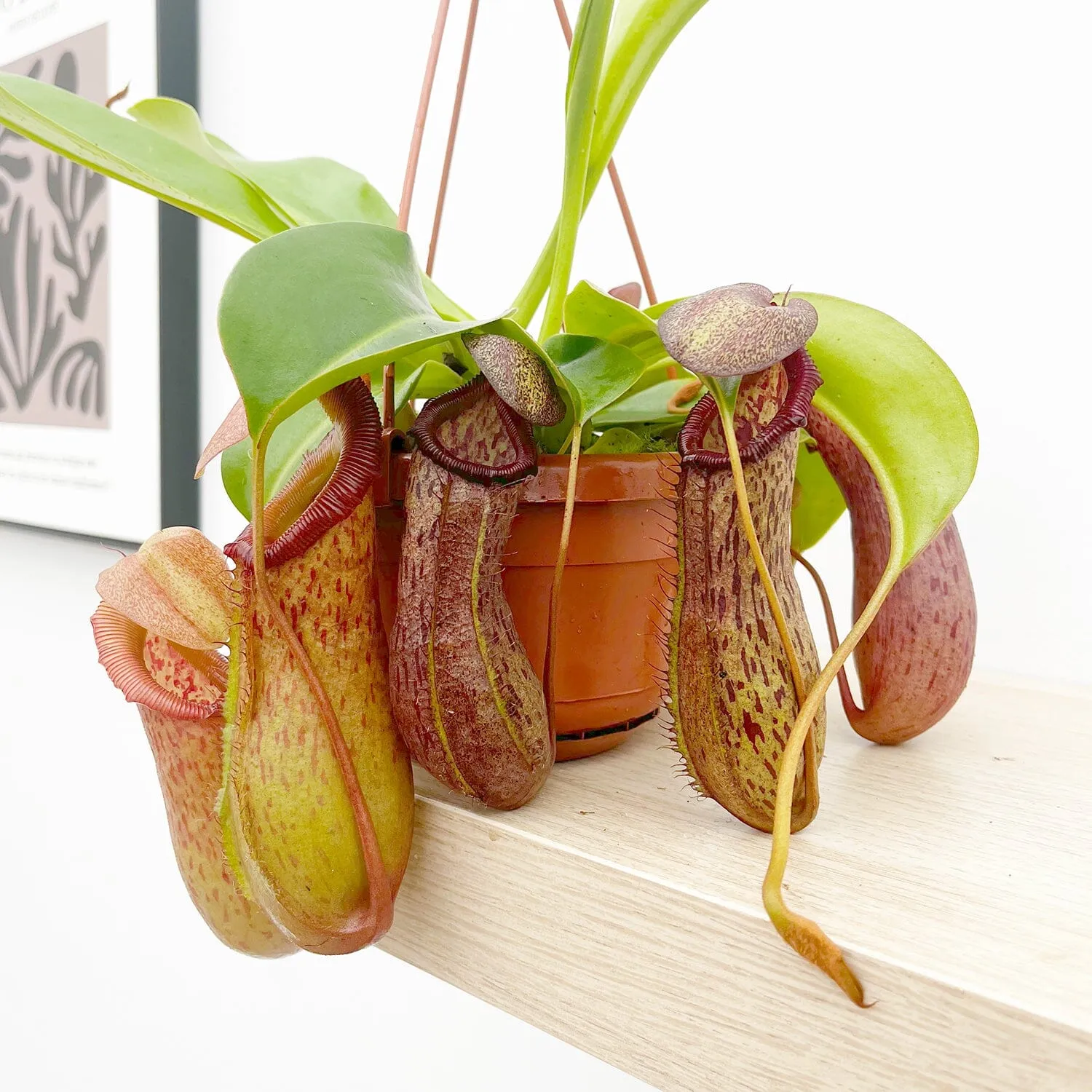 30 - 40cm Nepenthes Rob in Hanging Pot Monkey Jars 14cm Pot House Plant