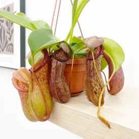 30 - 40cm Nepenthes Rob in Hanging Pot Monkey Jars 14cm Pot House Plant