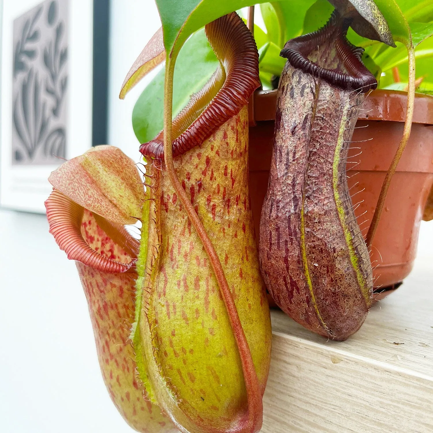 30 - 40cm Nepenthes Rob in Hanging Pot Monkey Jars 14cm Pot House Plant